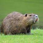 Nutria im Schlosspark Celle II