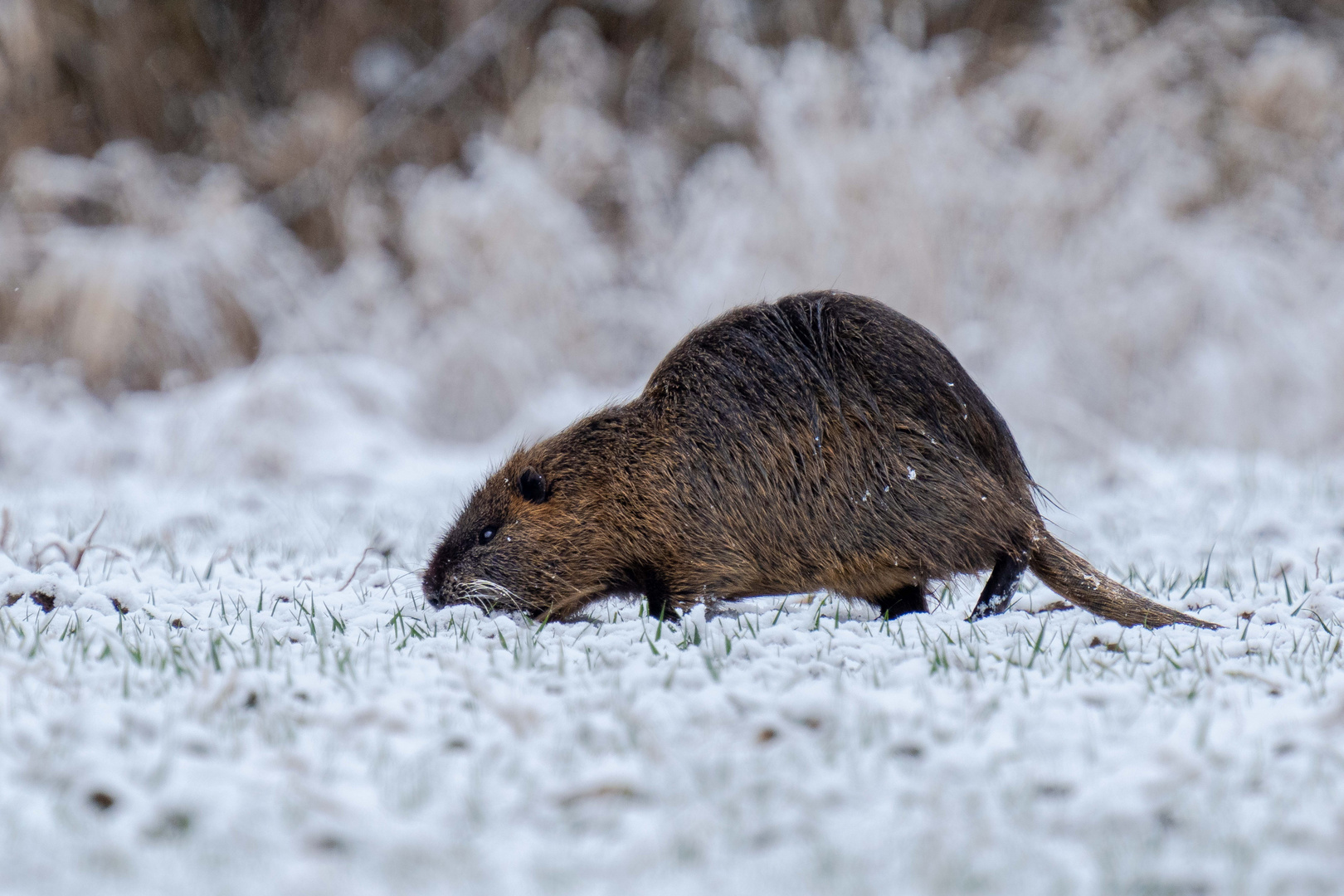 Nutria im Schnee