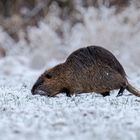 Nutria im Schnee