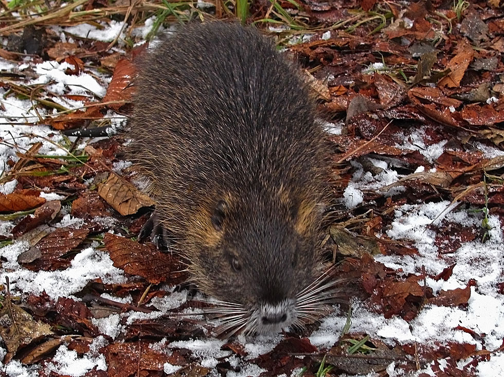 Nutria im Schnee