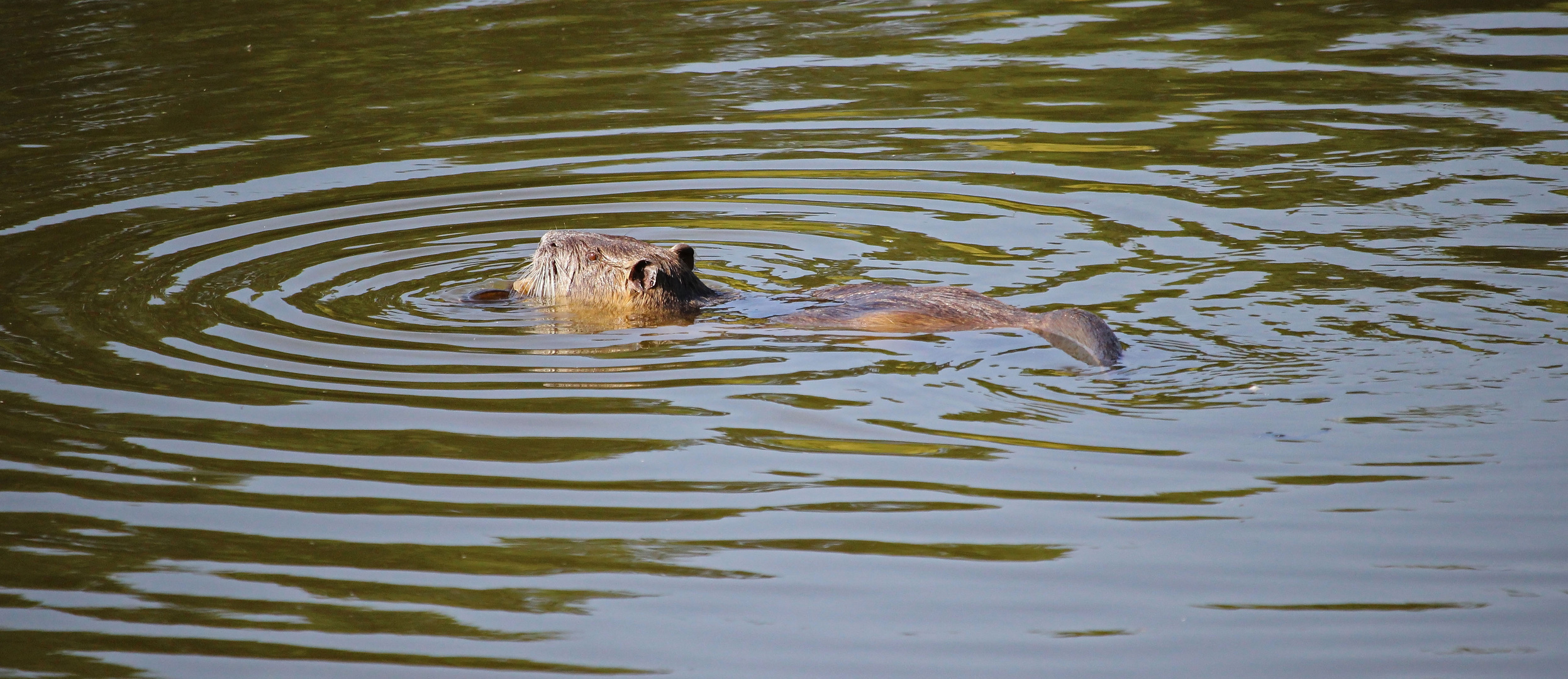 Nutria im See