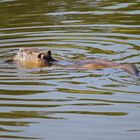 Nutria im See