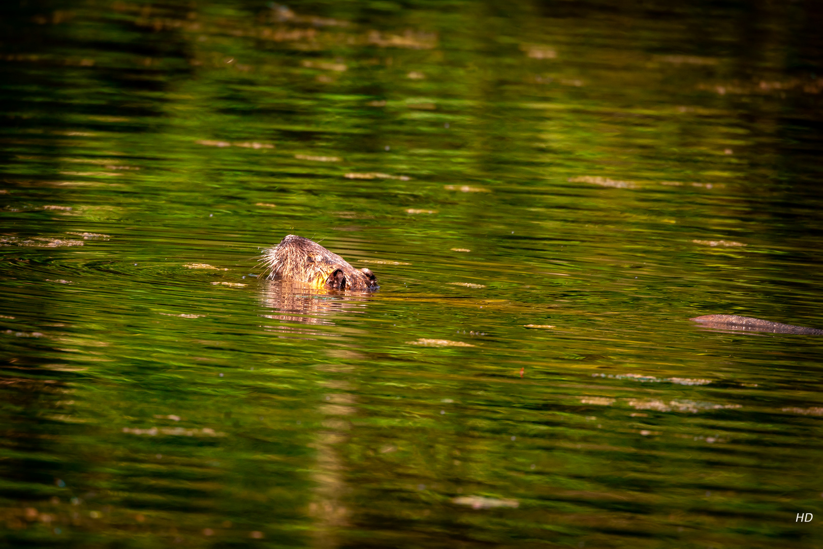 Nutria im See