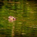 Nutria im See