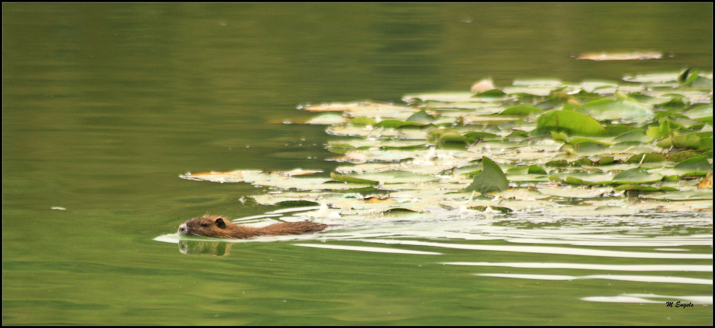 nutria im see