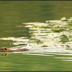 nutria im see