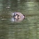 Nutria im See (Myocastor coypus)