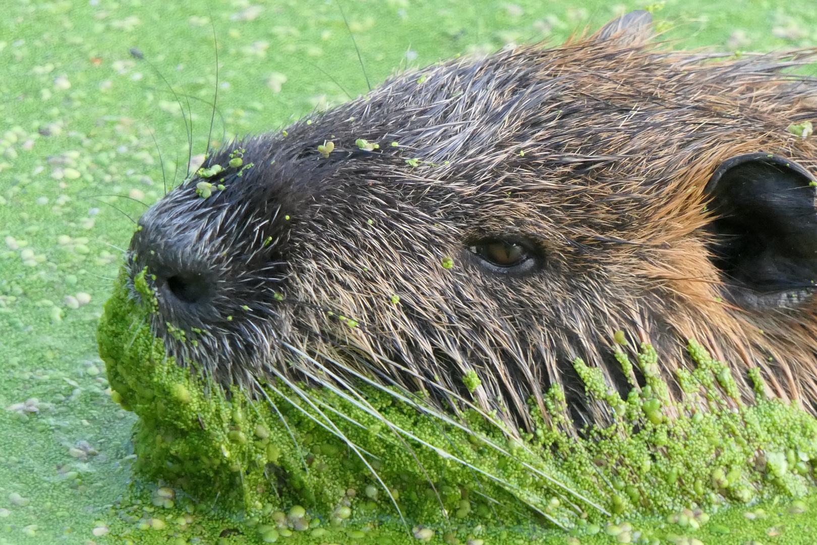 Nutria im Spreewald 