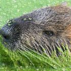 Nutria im Spreewald 