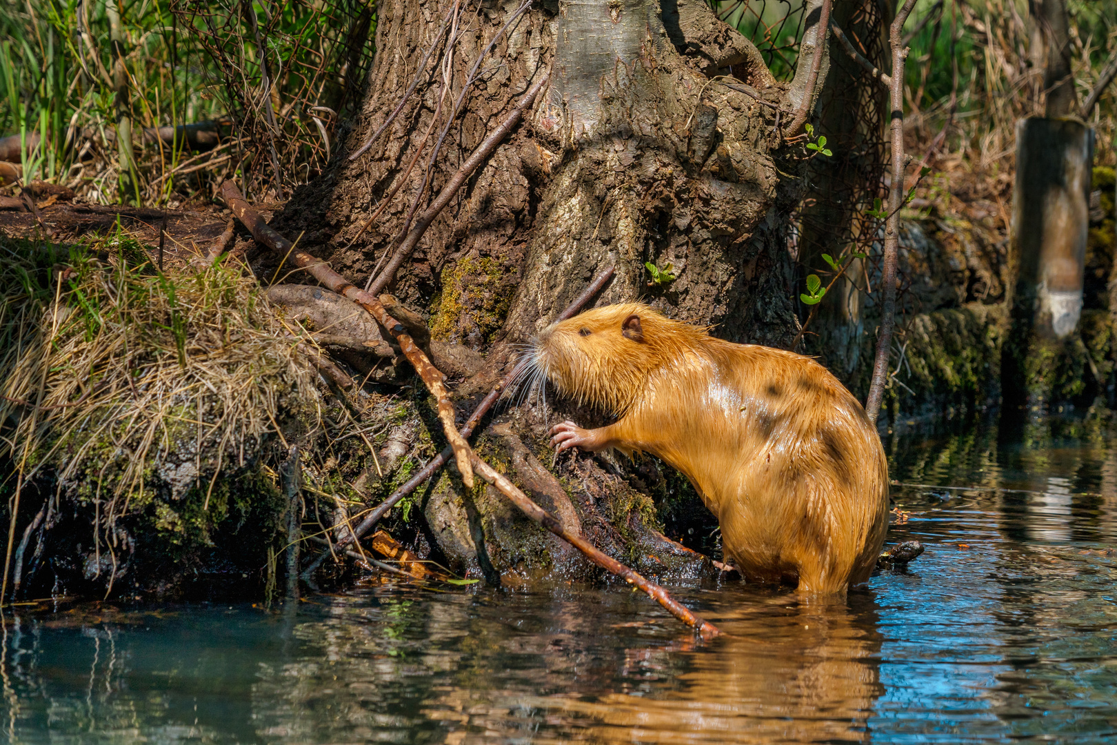 Nutria im Spreewald