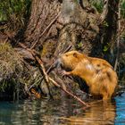 Nutria im Spreewald