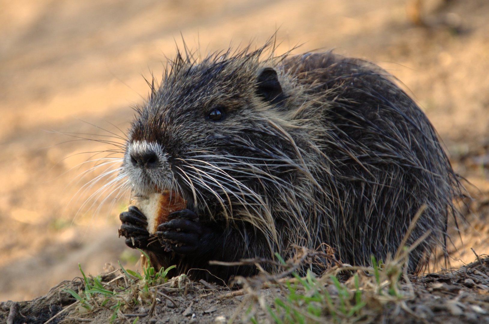 Nutria im Stadtpark