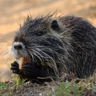 Nutria im Stadtpark