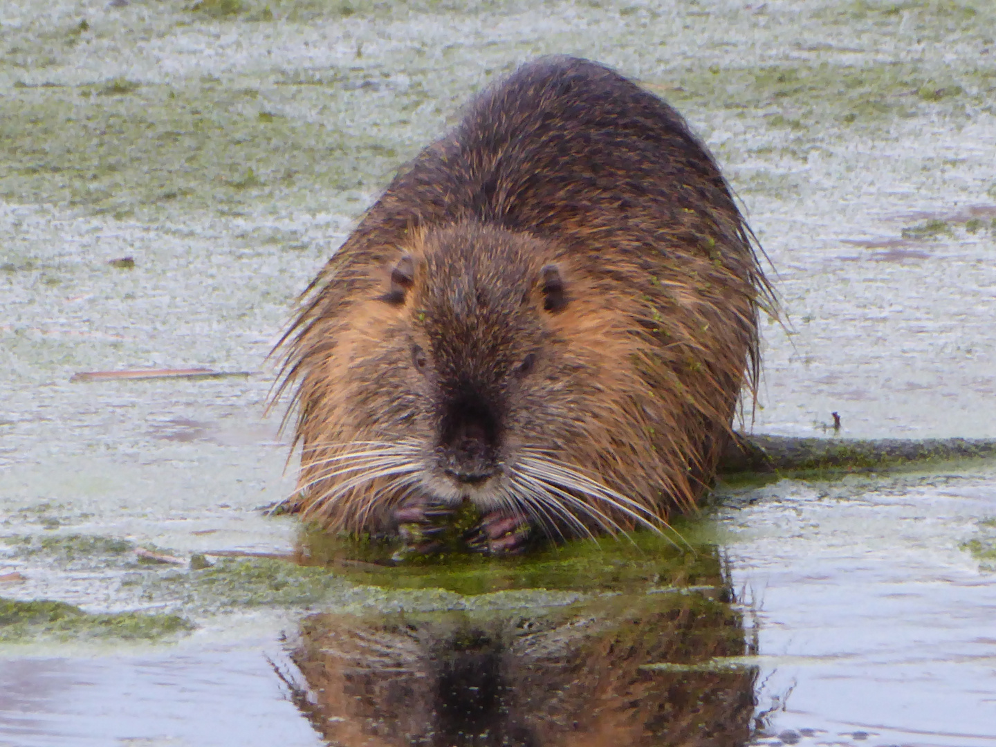 Nutria im Teich