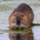 Nutria im Teich