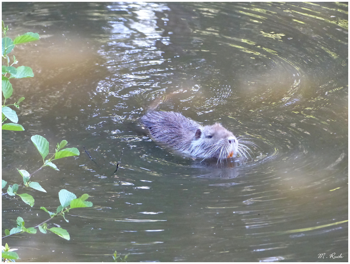 Nutria im Teich Foto & Bild jahreszeiten, frühling, wasser Bilder auf