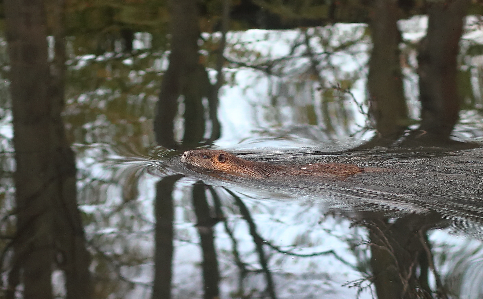 Nutria im Wald