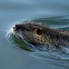 Nutria im Wasser