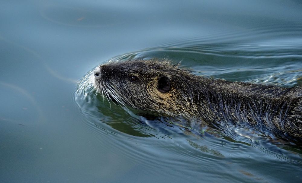 Nutria im Wasser