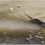 Nutria im Wasser