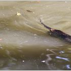 Nutria im Wasser