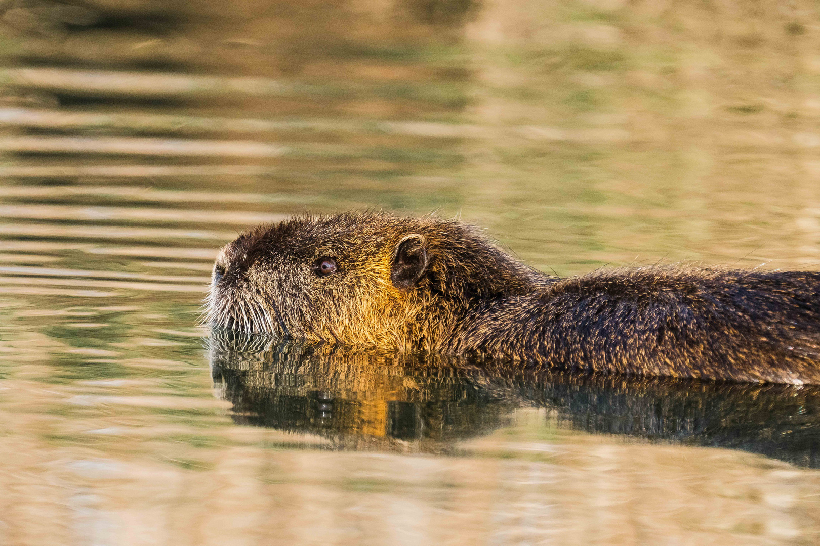 Nutria im Wasser