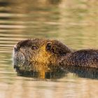 Nutria im Wasser