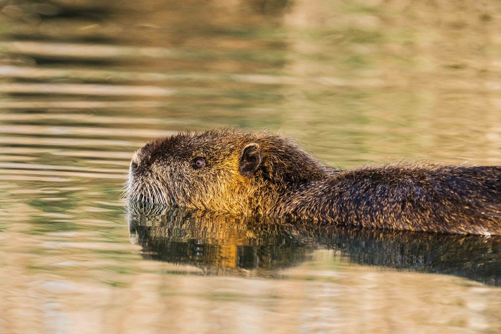 Nutria im Wasser Foto & Bild fotos, natur, see Bilder auf