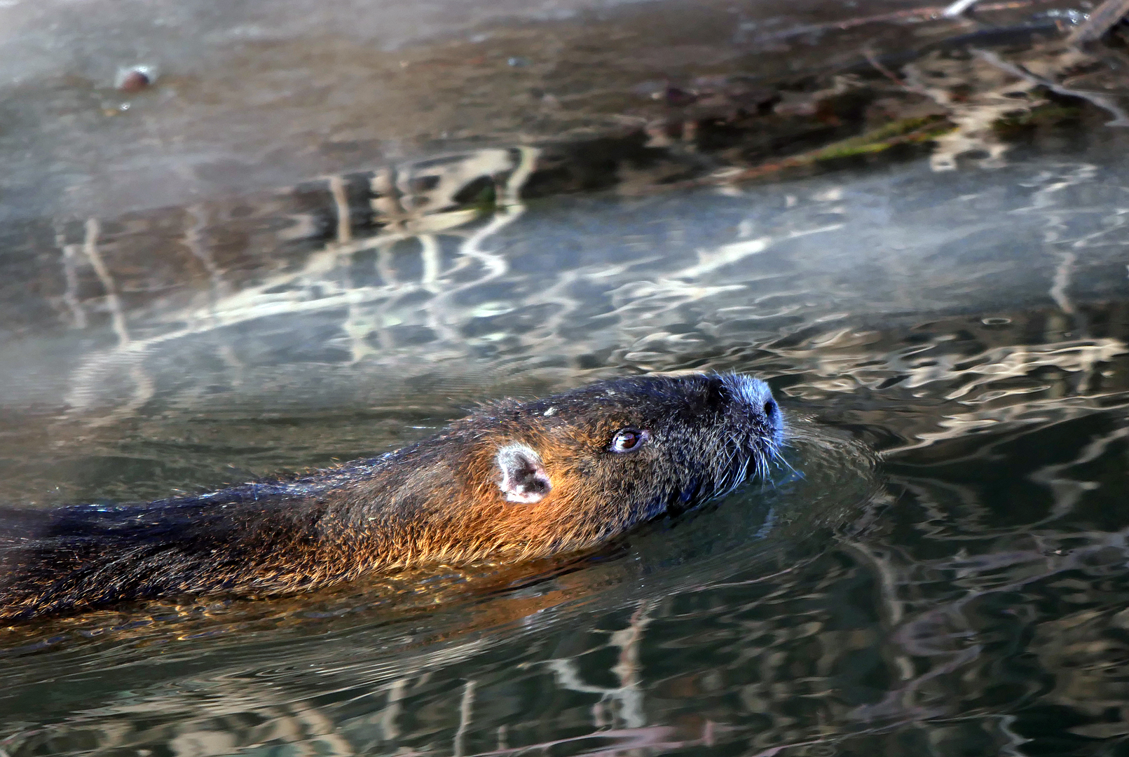 Nutria im Winter