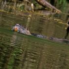 Nutria im Zeuterner See