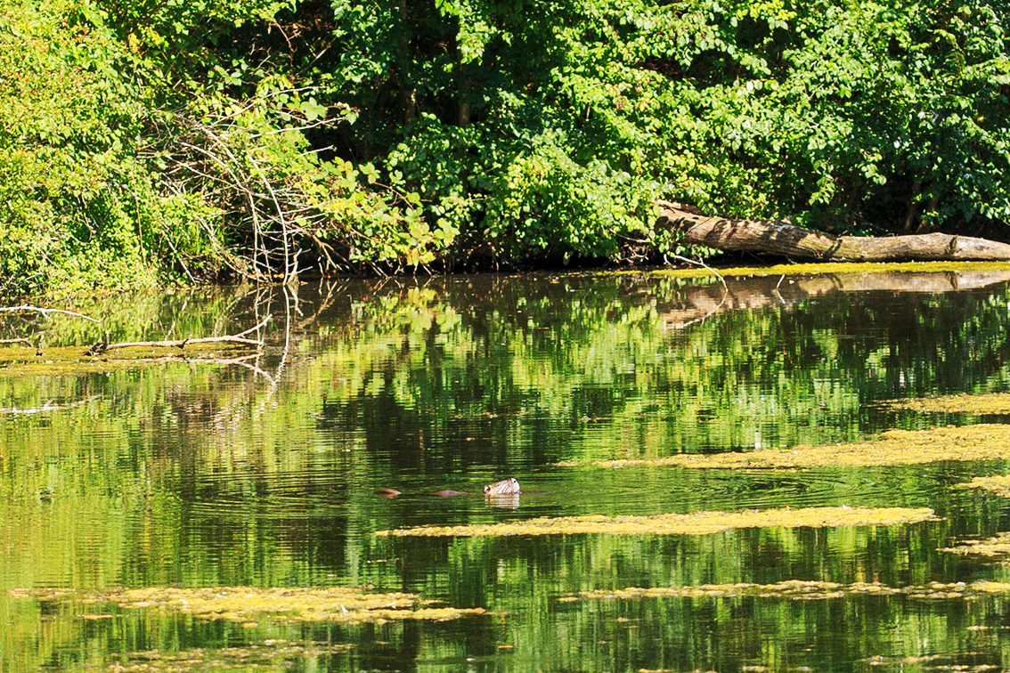 Nutria im Zeuterner See