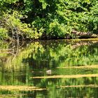 Nutria im Zeuterner See