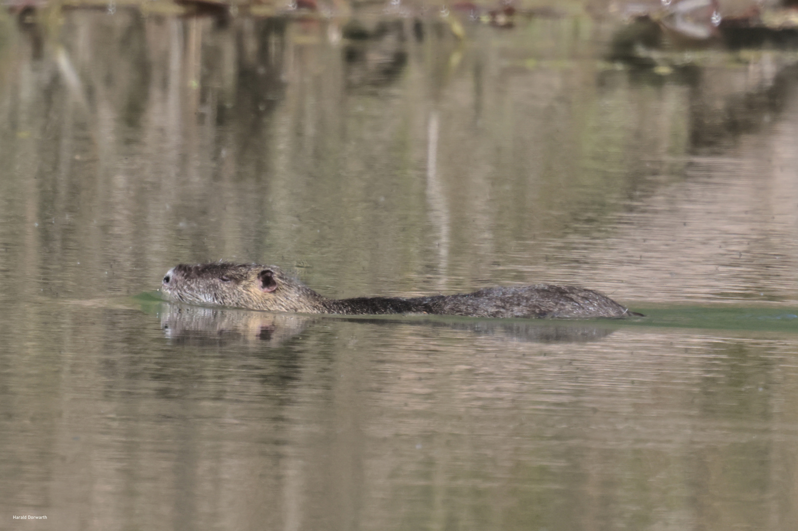 Nutria im Zeuterner See