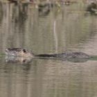 Nutria im Zeuterner See