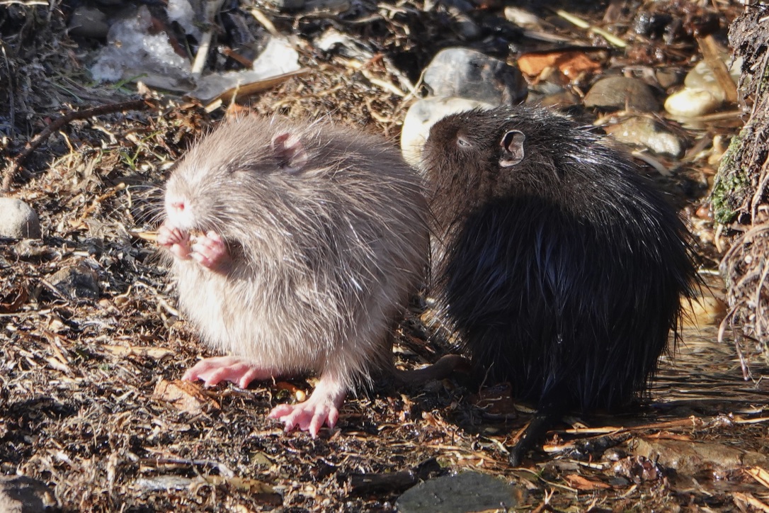 Nutria - in black and white