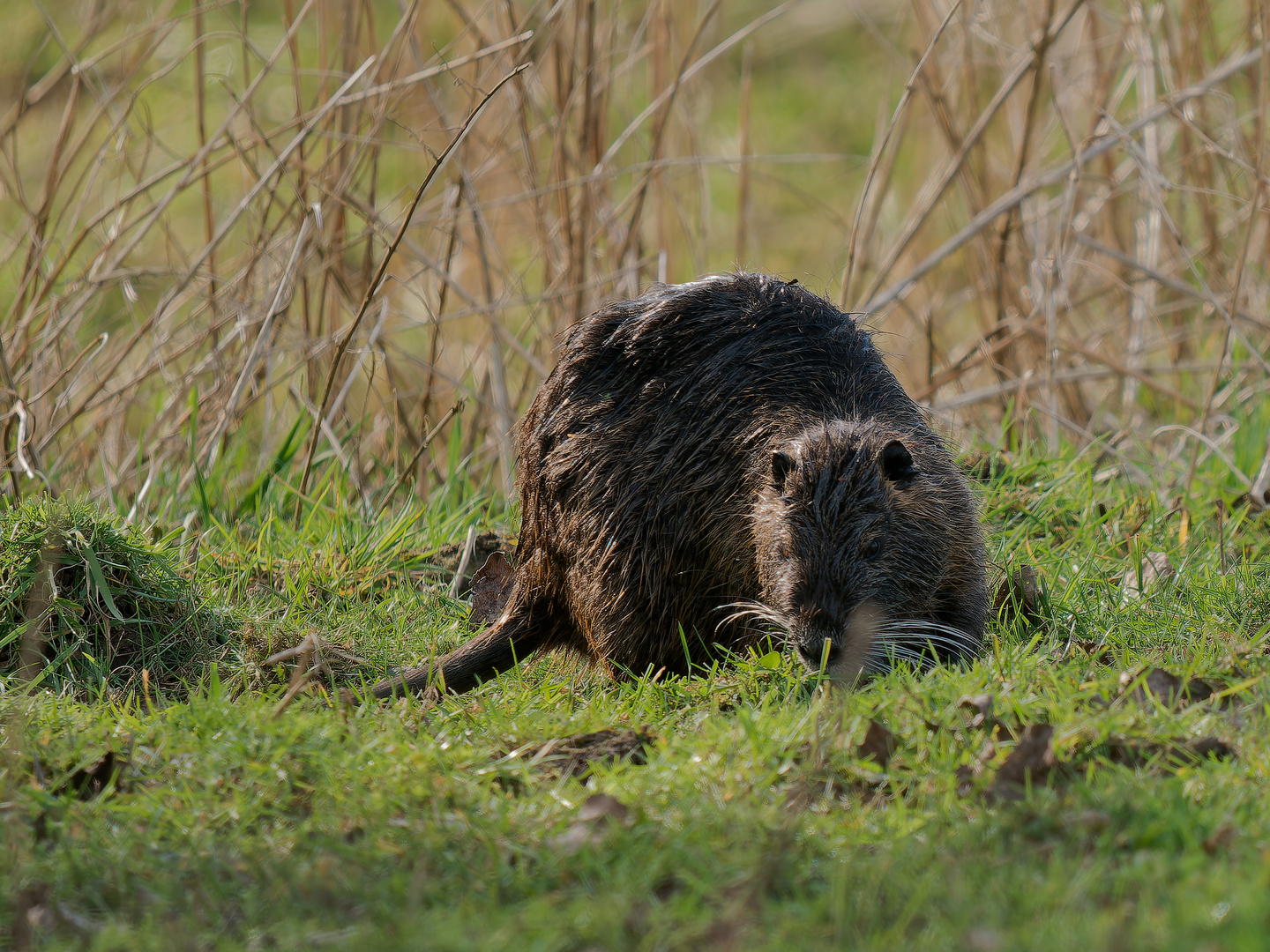 Nutria in den Lippewiesen 