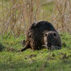 Nutria in den Lippewiesen 