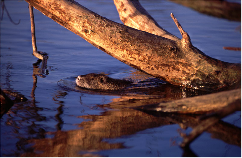 Nutria in der Abendsonne