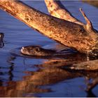 Nutria in der Abendsonne