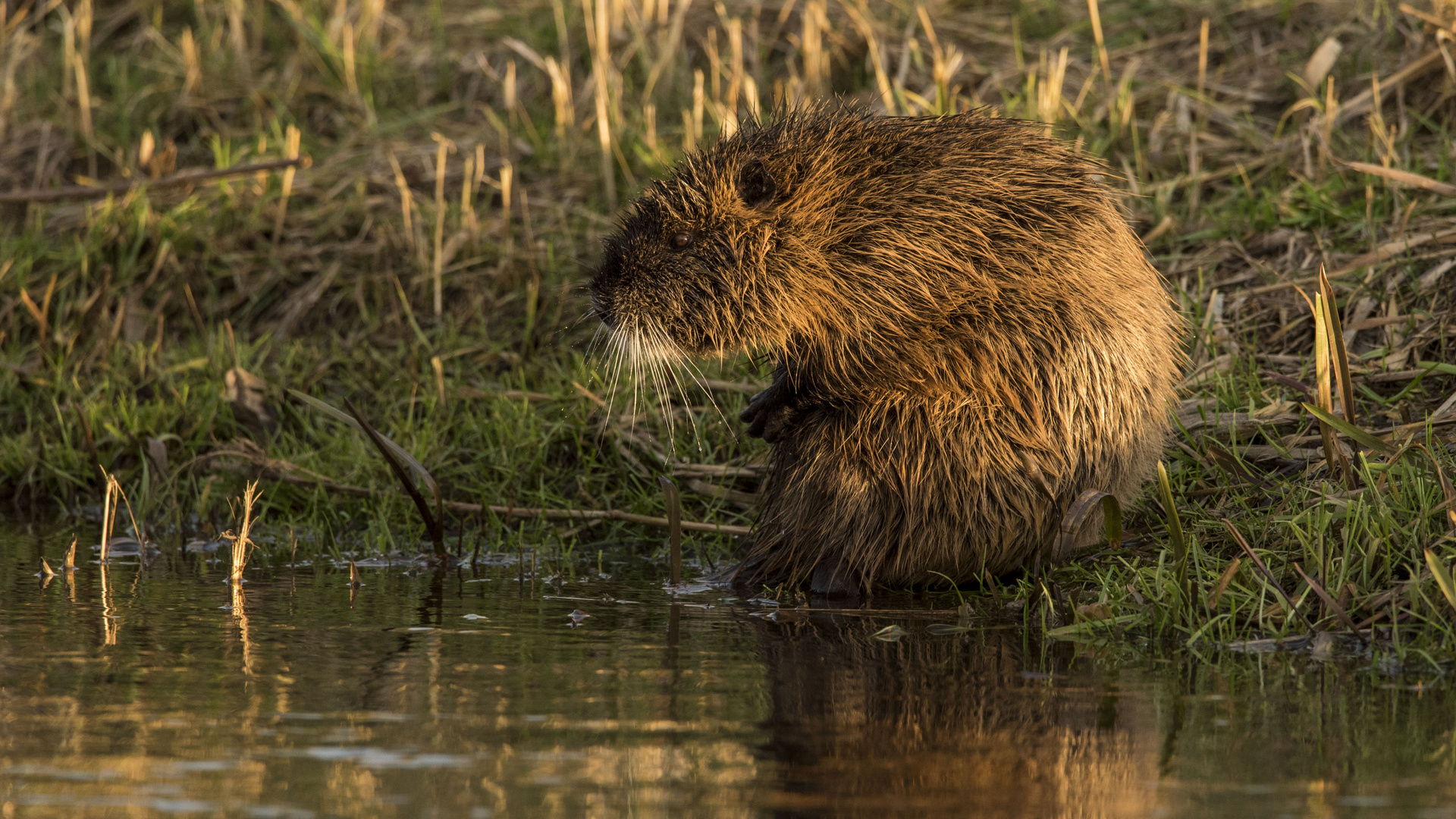 Nutria in der Abendsonne