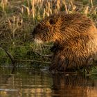 Nutria in der Abendsonne