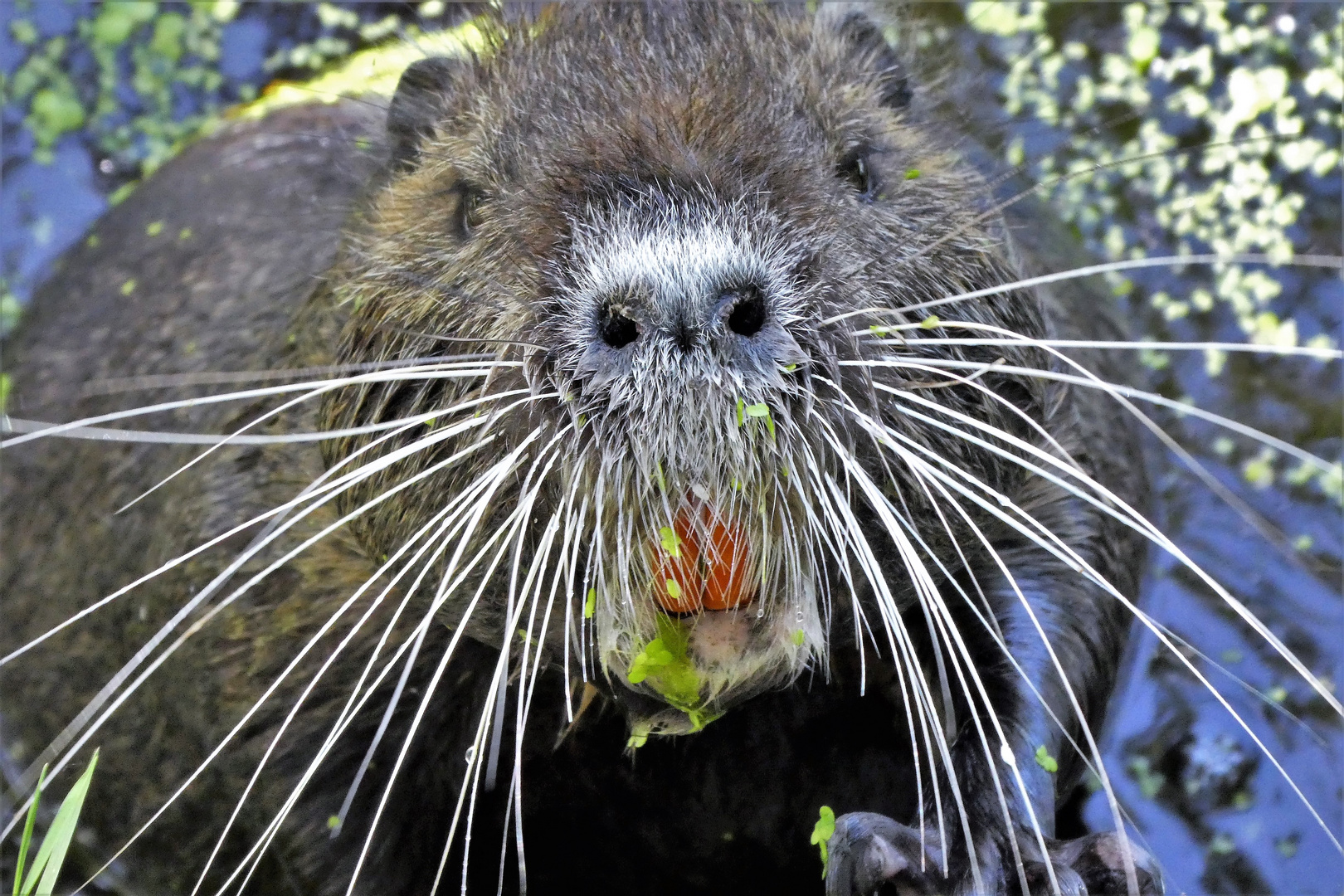 Nutria in der Bonner Rheinaue