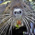 Nutria in der Bonner Rheinaue