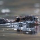 Nutria in der Elbe