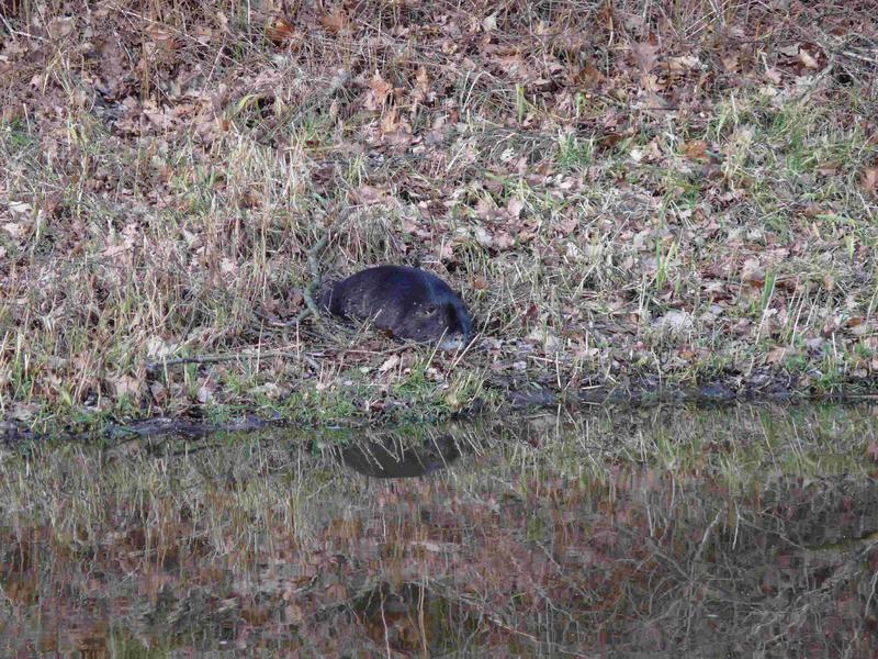 Nutria in der Februar Sonne