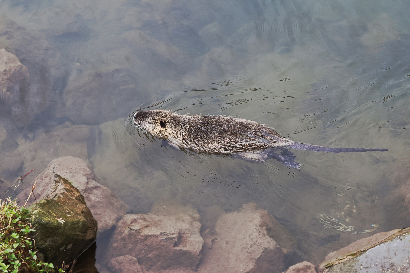 Nutria in der Lenne (2024_02_26_0480_ji)