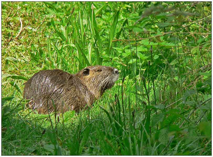 Nutria in der Mittagssonne