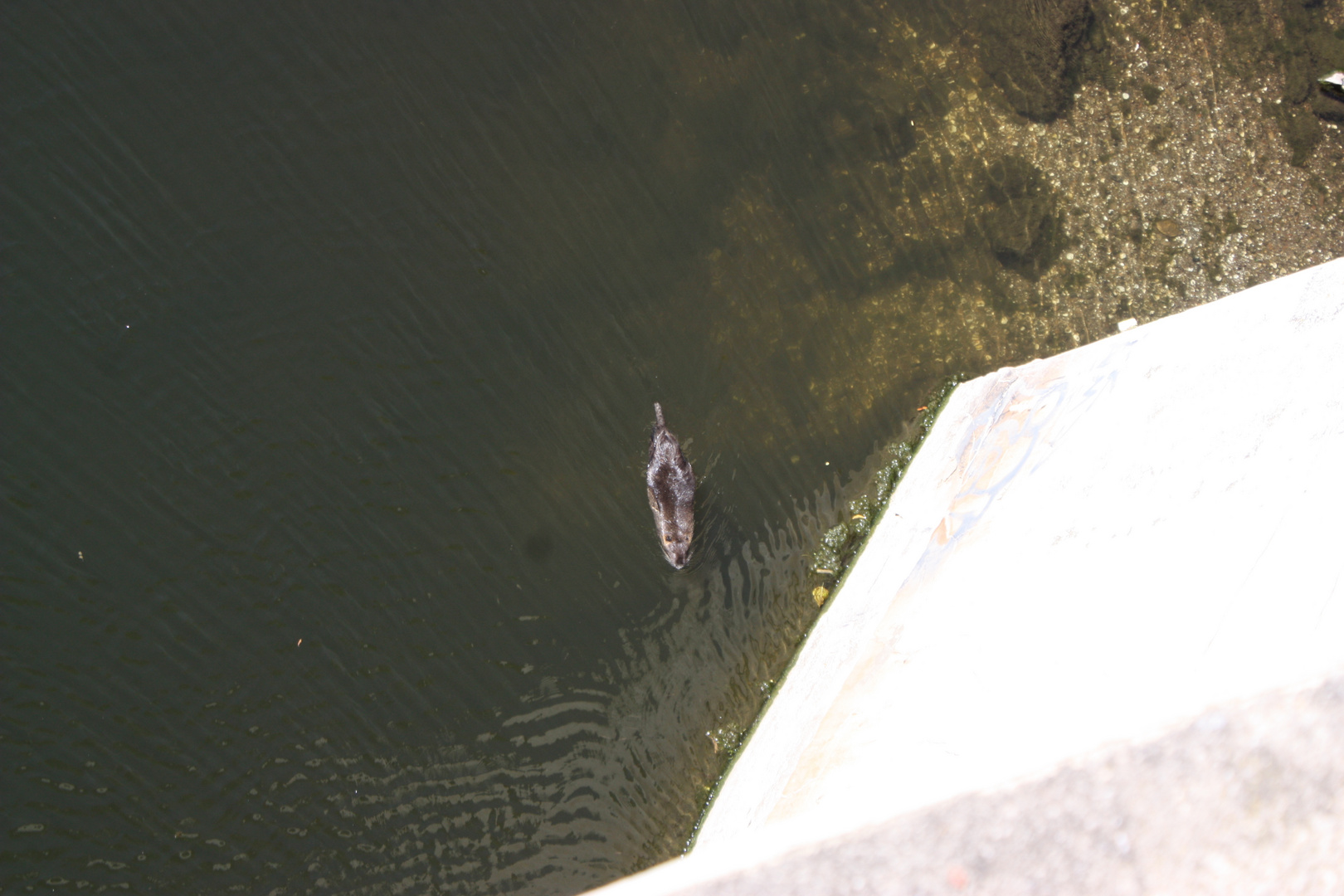 Nutria in der Ruhr