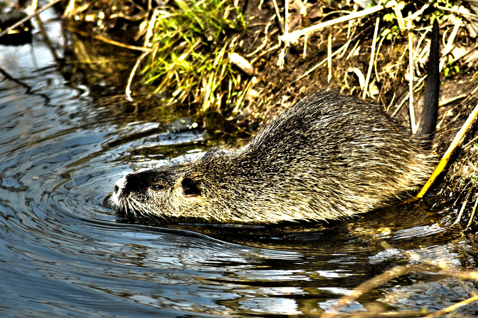 Nutria in freier Wildbahn