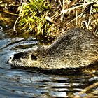 Nutria in freier Wildbahn